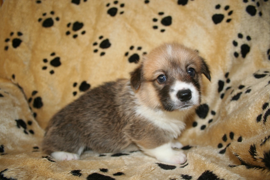 Puppies
